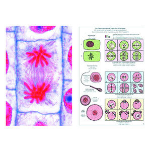LIEDER Set de baza Student, 6 preparate, mitoza si meioza (diviziunea celulara)