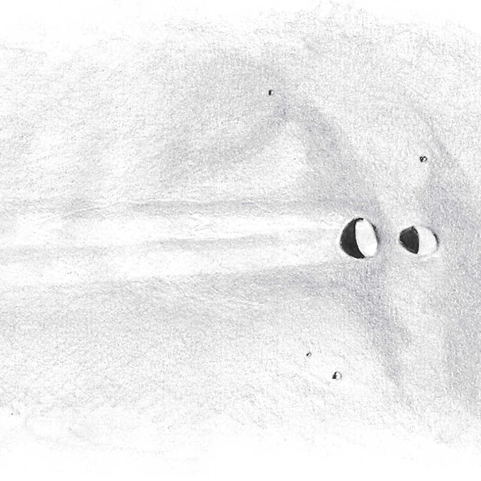 Desene ale Messier și Messier A la apus de Soare de către un telescop cu apertura de 150 mm și puterea de mărire de 180x. L. Spix 