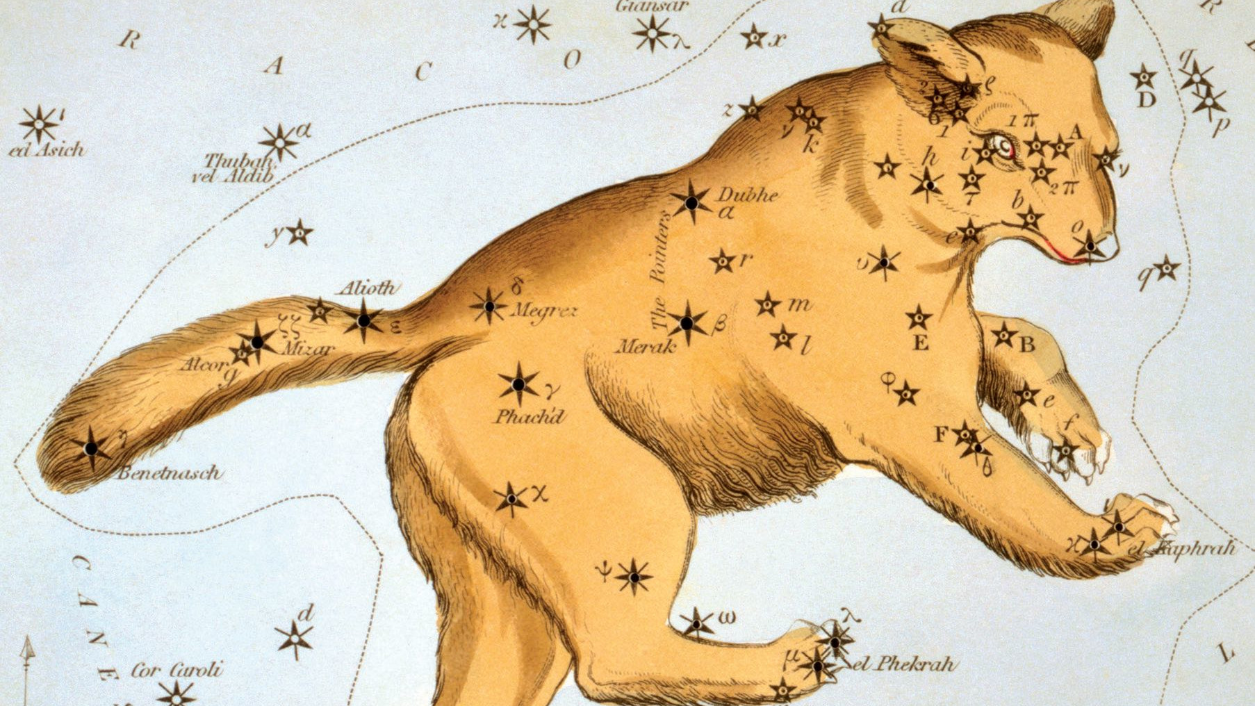 În partea din spate a Ursei Mari se găsește cel mai cunoscut model de stele (asterism), Carul Mare. 
