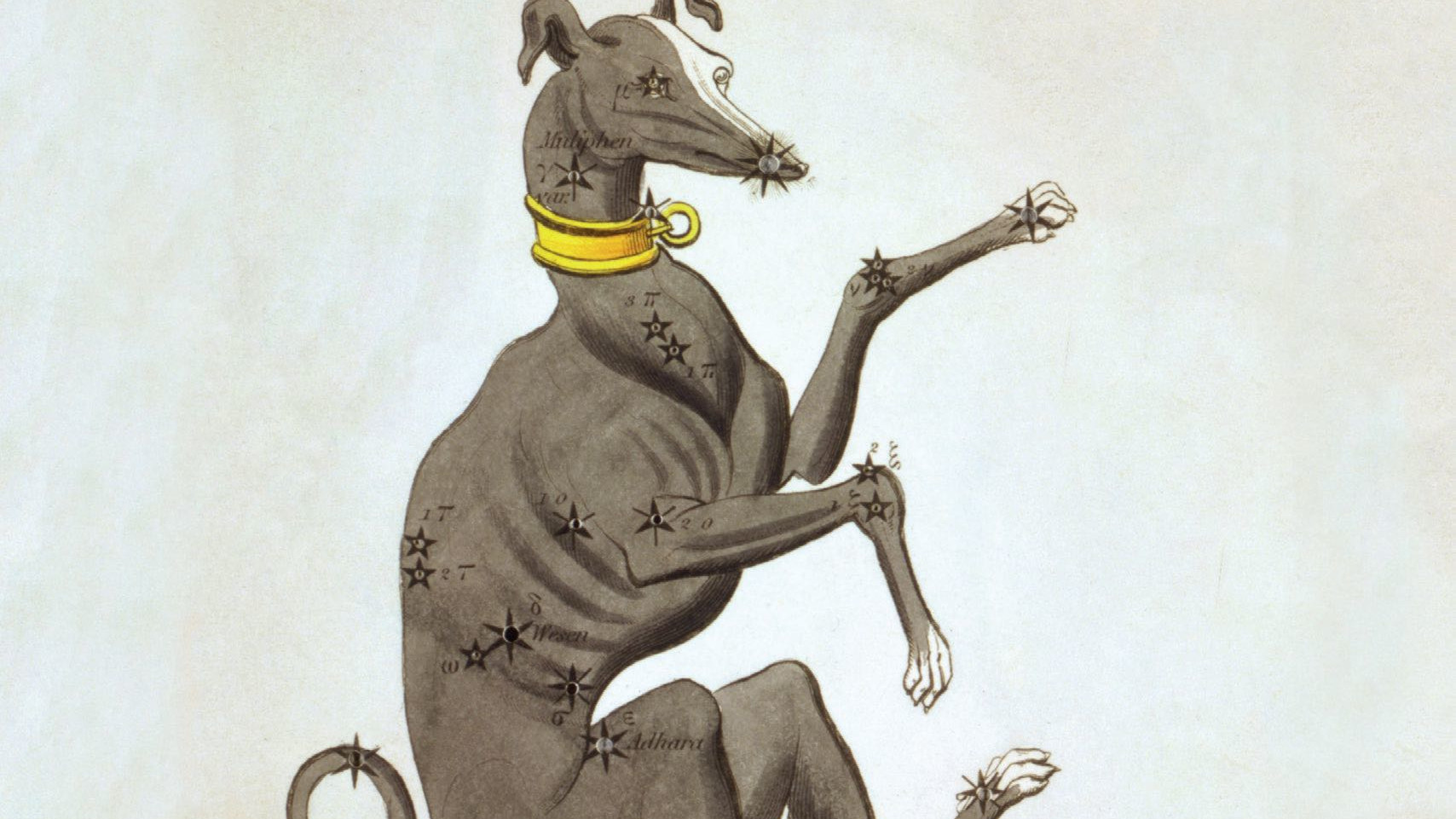 Tovarășul credincios de vânătoare al lui Orion: Câinele mare, cu strălucitorul Sirius marcând vârful nasului. 