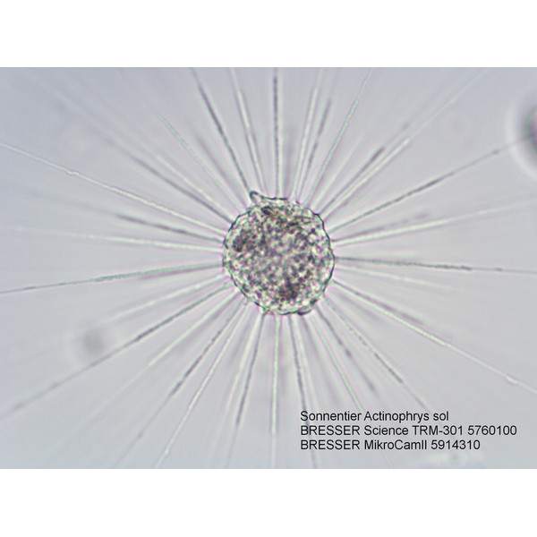 Bresser Microscop Science TRM 301, trino, 40x - 1000x
