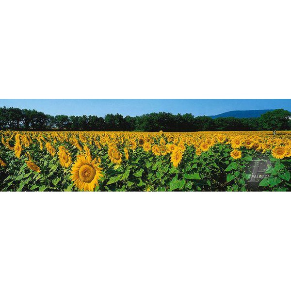 Palazzi Verlag Poster Sunflower Fields Tuscany