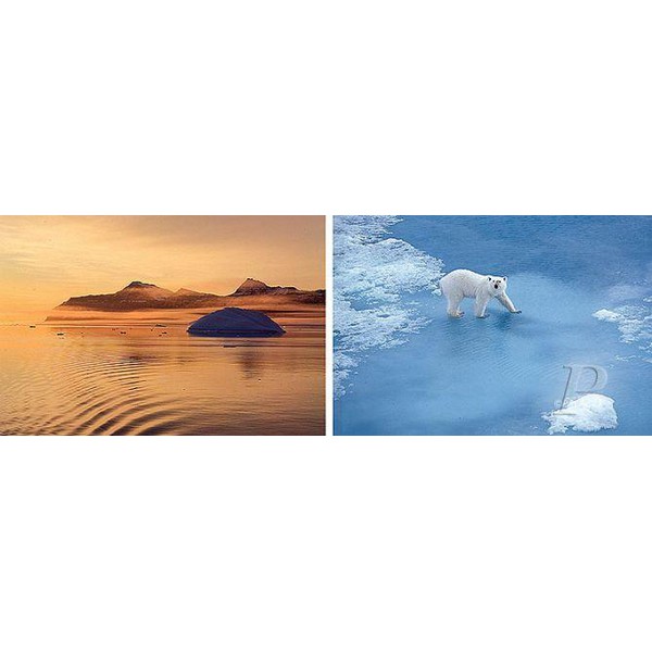 Palazzi Verlag Poster Tapet Thule Polar Bear