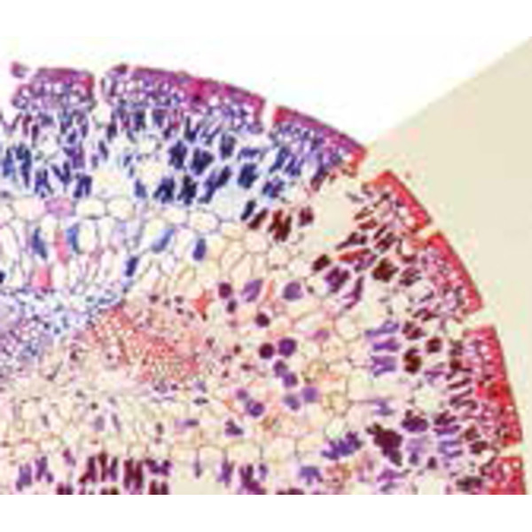 Optika Microscop trinocular, B-383Ph, plan, X-LED, DIN