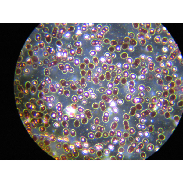 Optika Microscop Mikroskop B-383DKIVD, trino, darkfield, N-PLAN,100x W-PLAN, 40x-1000x, IVD