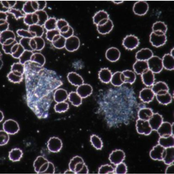 Novex Microscop BTP 86.091-DF-DFLED, trinocular