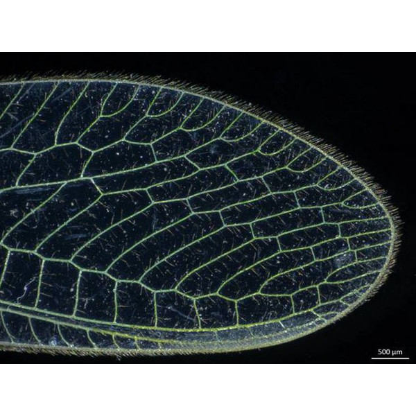 ZEISS microscopul stereoscopic zoom Stemi 305, LAB, bino, Greenough, w.d. 110 mm, 10x/23, 0.8x-4.0x