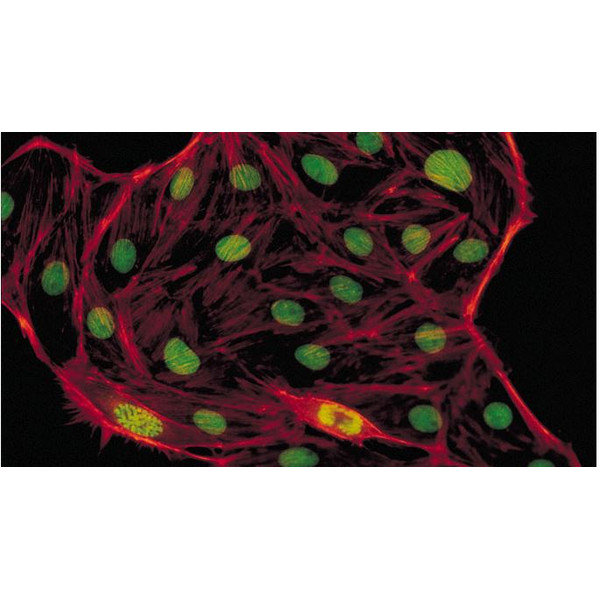 Evident Olympus Microscop CX41 fluorescenta, trino, 40x,100x, 400x