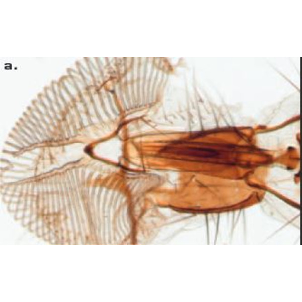 ZEISS microscopul stereoscopic zoom Microscop stereo Discovery V8 cu VisiLED si iluminare transmisa, 10x - 80x
