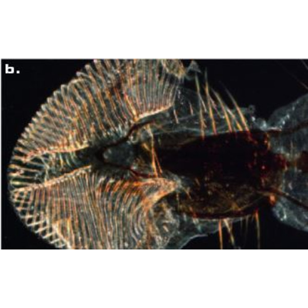 ZEISS microscopul stereoscopic zoom Microscop stereo Discovery V8 cu VisiLED si iluminare transmisa, 10x - 80x