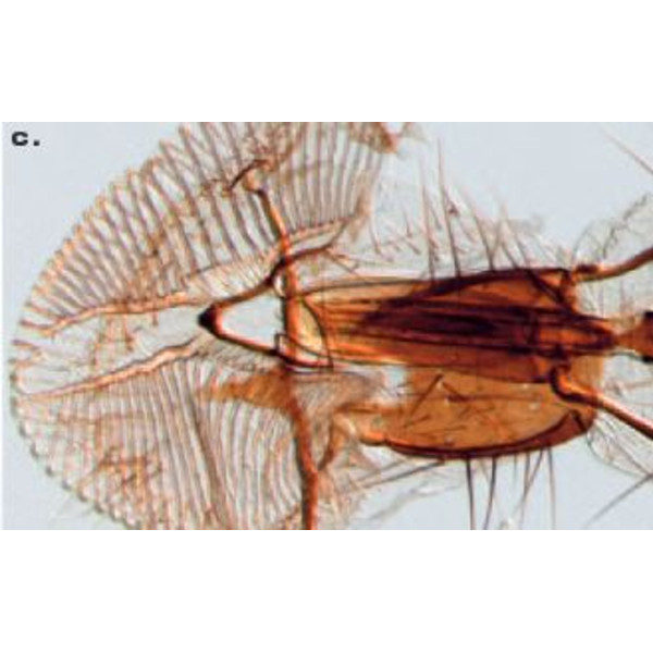 ZEISS microscopul stereoscopic zoom Microscop stereo Discovery V8 cu VisiLED si iluminare transmisa, 10x - 80x