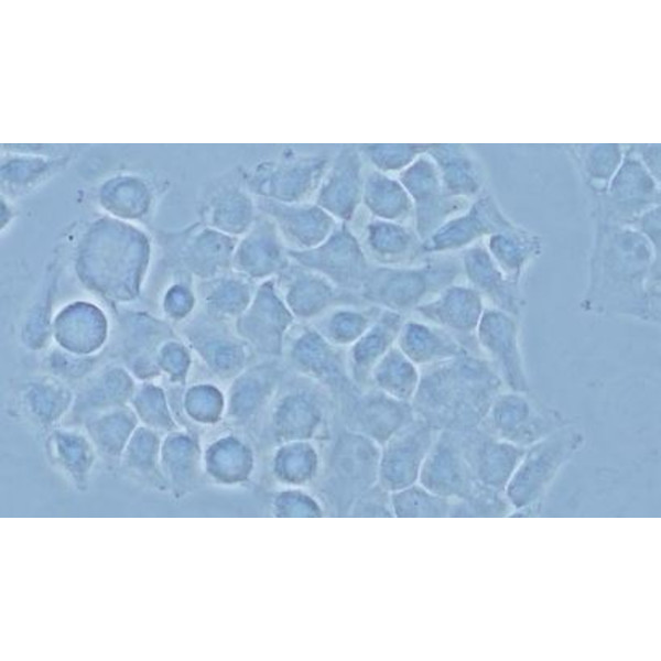 Evident Olympus Microscop Olympus CX43 Standard, bino, LED, w.o. objectives!