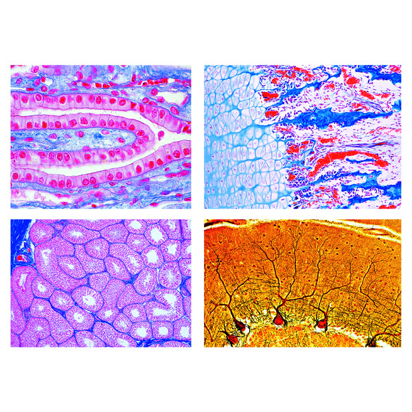 LIEDER Set de baza lamele microscop mamifere, histologie, 25 buc