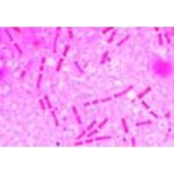 LIEDER Bacterii, 25 lamele pentru microscop