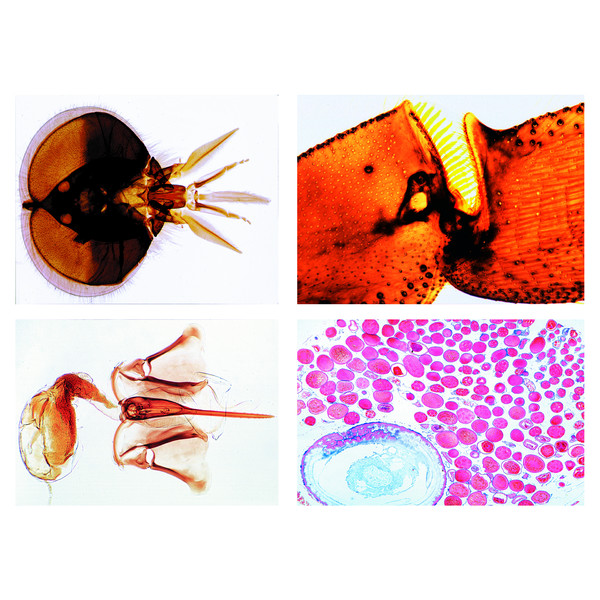 LIEDER Preparate microscop 18 buc, albina (Apis mellifica)