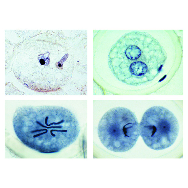 LIEDER Preparate microscop, 10 buc, embriologie Ascaris megalocephala