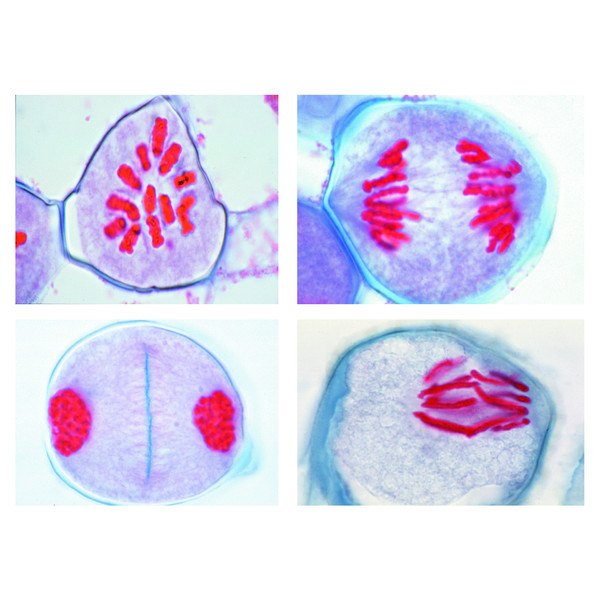 LIEDER Preparate microscop, 12 buc, dezvoltarea celulelor de crin