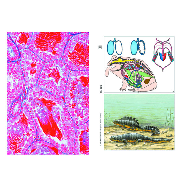 LIEDER Set Student, 12 preparate pentru microscop, histologie broasca (Rana)