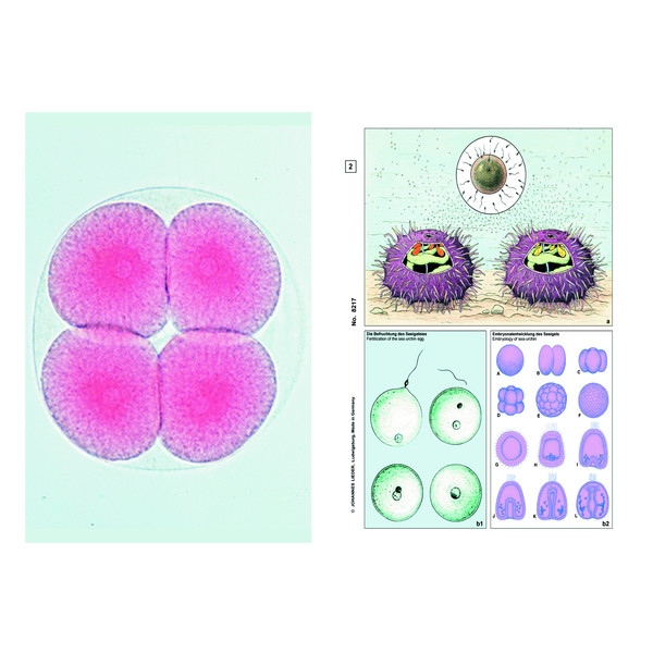 LIEDER Set de baza Student, 6 preparate pentru microscop, reproducerea nimalelor