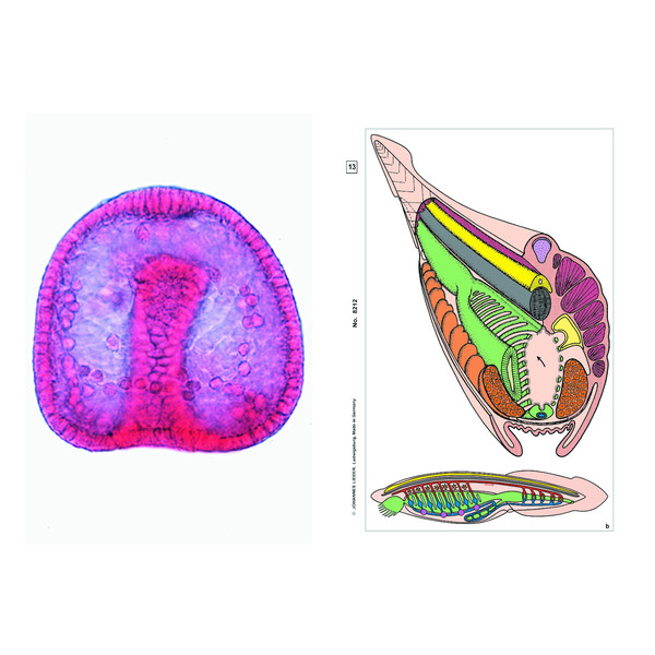 LIEDER Set de baza Student, 6 preparate pentru microscop, embriologie si reproducerea animalelor