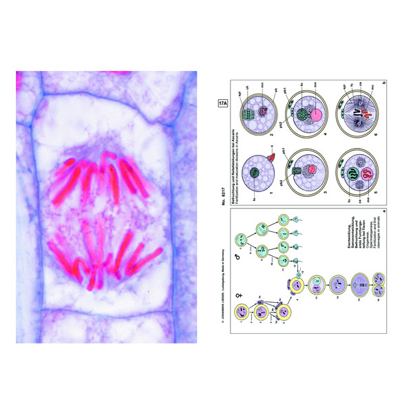 LIEDER Set Student de baza cu 6 preparate pentru microscop, genetica