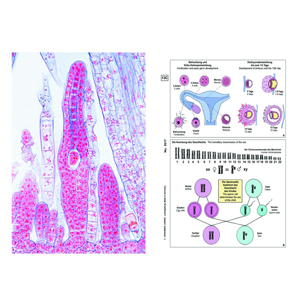 LIEDER Set suplimentar Student, 12 preparate, genetica