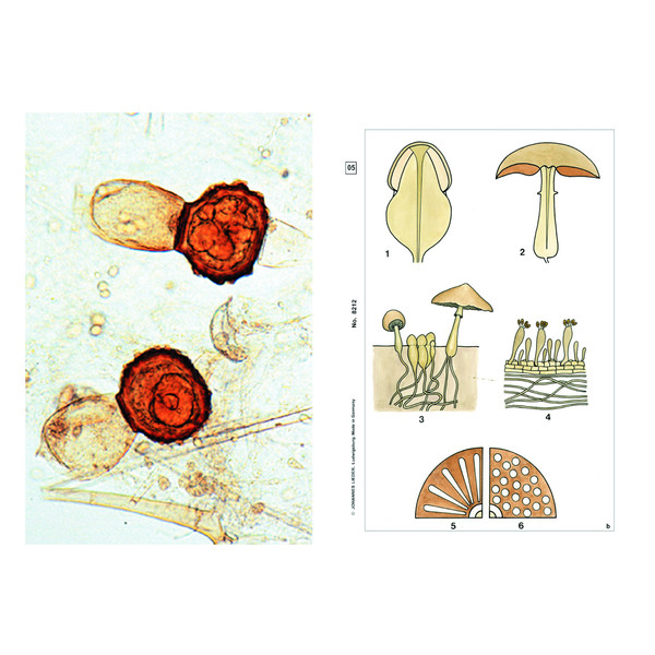 LIEDER Set Student cu 12preparate pentru microscop, criptogame