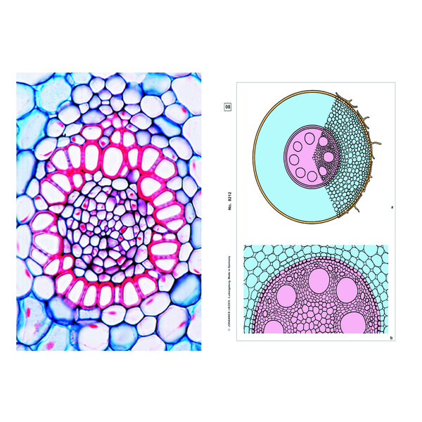 LIEDER Set student cu 6 preparate pentru microscop, tilpini de fanerograme