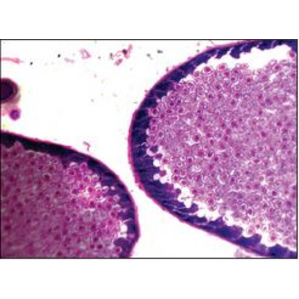 Optika Microscop achro, bino, 400x, LED, B-50B