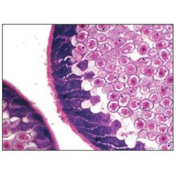 Optika Microscop achro, bino, 400x, LED, B-50B