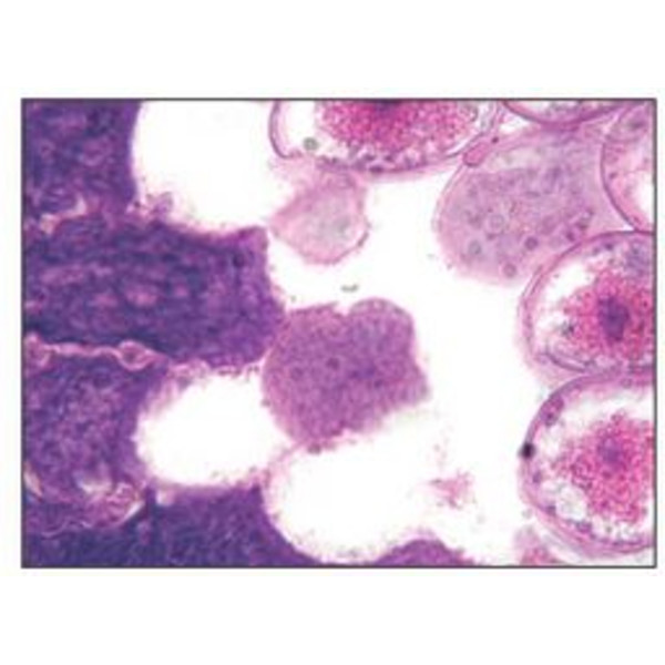 Optika Microscop achro, bino, 400x, LED, B-50B