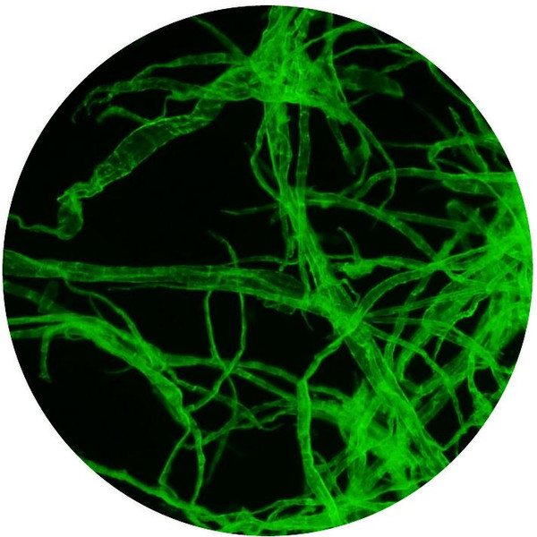 Optika Microscop B-510LD1, fluorescență, trino, 1000x, IOS, albastru