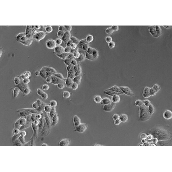 ZEISS Microscop inversat Primovert bino Ph1, 40x, 100x, Cond 0.3
