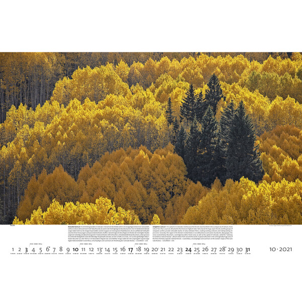 Palazzi Verlag Calendar Pădurile pământului 2021