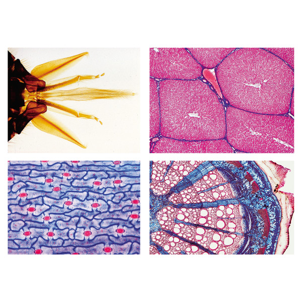 LIEDER Preparate microscopice seria pentru şcoală B (completare seria A), 50 de preparate