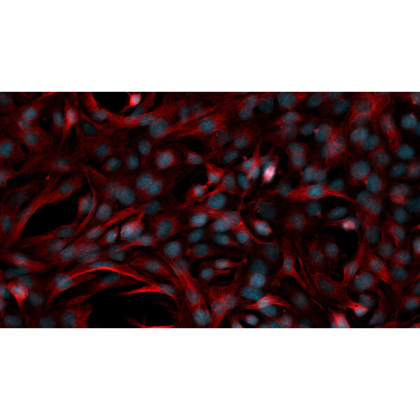 ZEISS Microscop Axiovert 5 Digital, PH, FL, 50-400x, 0,4 NA, LED, 5 MP, mono