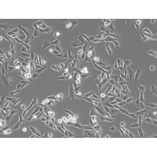 ZEISS Microscop Axiovert 5 Digital, PH, FL, 50-400x, 0,4 NA, LED, 5 MP, mono