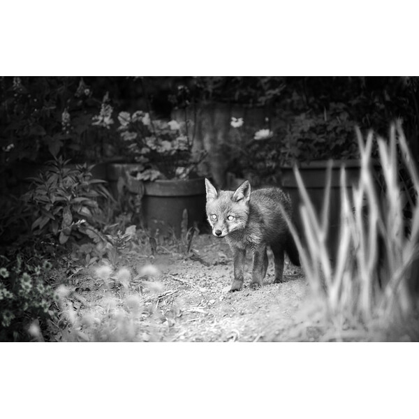 ZEISS Cameră  viata sălbătică Secacam 1