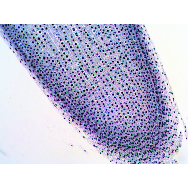 Levenhuk Preparate permanente N20 NG