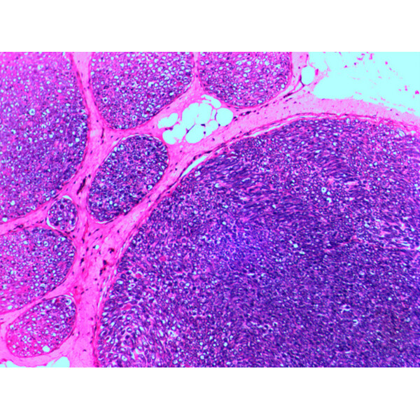 Levenhuk Preparate permanente N20 NG