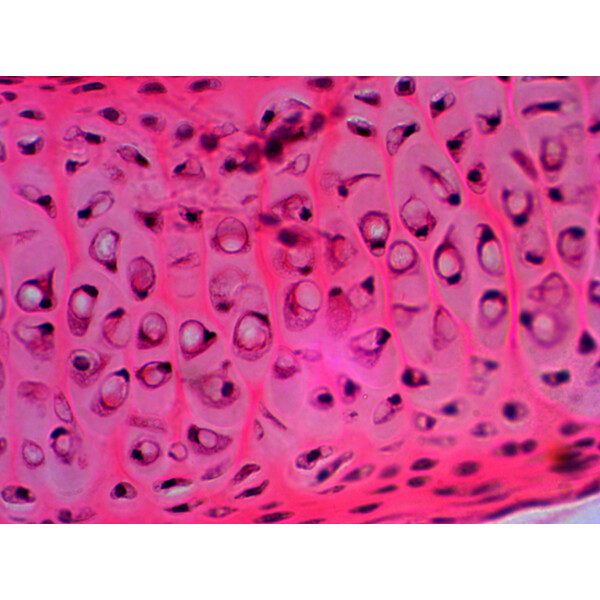 Levenhuk Preparate permanente N20 NG