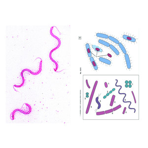 LIEDER Preparate microscop, bacterii, 6 buc.