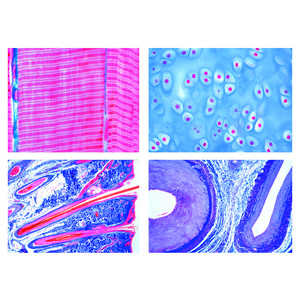 LIEDER Set lamele microscop mamifere, histologie, 25 buc