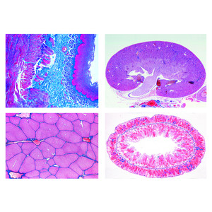 LIEDER Set 15 preparate microscop, nr. II, Metabolism, pentru scoli gimnaziale