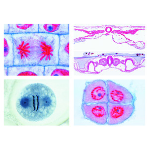 LIEDER Set 19 preparate microscop, nr. V, genetica, reproducere si embriologie, pentru scoli gimnaziale