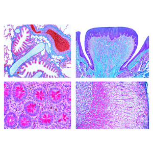 LIEDER Set complet I, 50 preparate pentru microscop histologie umana