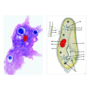 LIEDER Protozoare, set de baza, 6 buc., set student