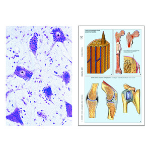 LIEDER Set de baza Student, 6 preparate, celule animale