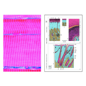 LIEDER Set Student, 6 preparatepentru microscop, histologie umana si animala