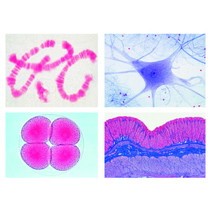 LIEDER Preparate microscopice seria pentru şcoală D (completare seria A, B şi C), 50 de preparate